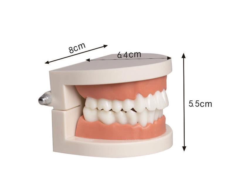 Tooth model size