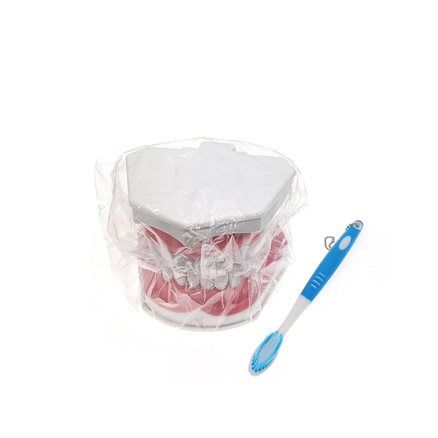 Smile A lot Tooth model with tooth brush