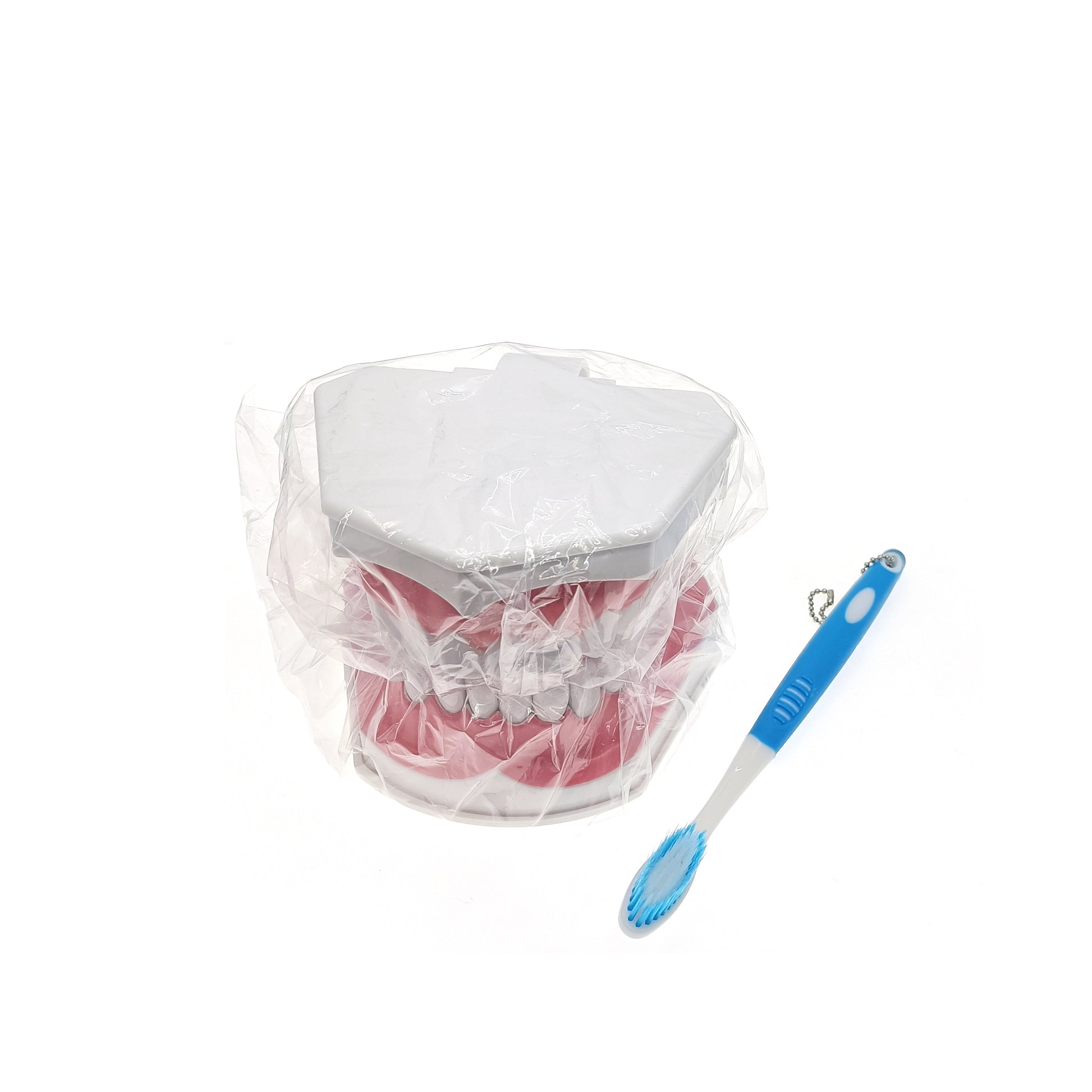 Smile A lot Tooth model with tooth brush