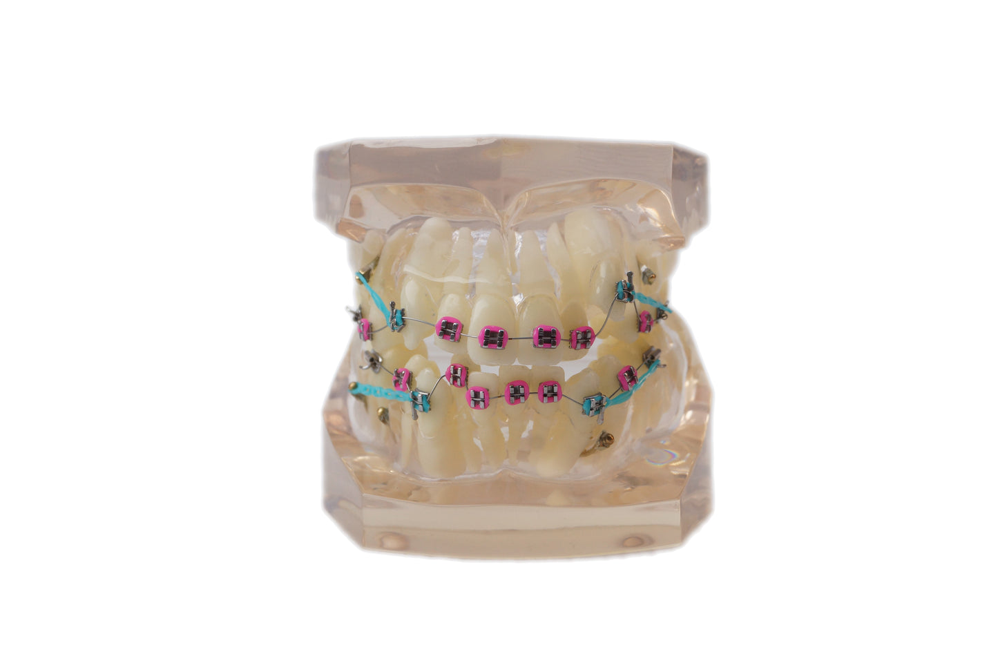 Standard orthodontic tooth model2