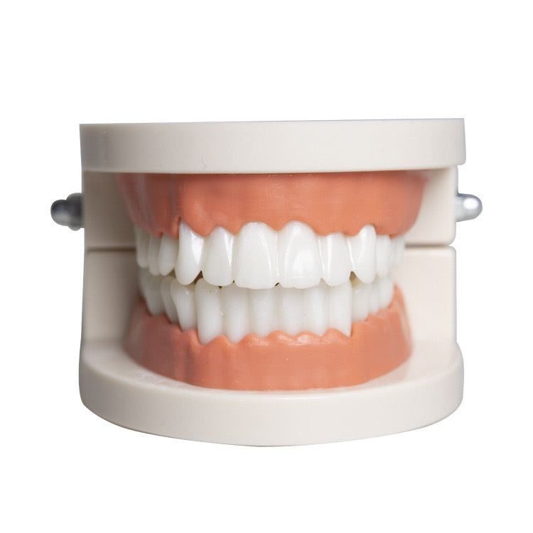 Tooth model