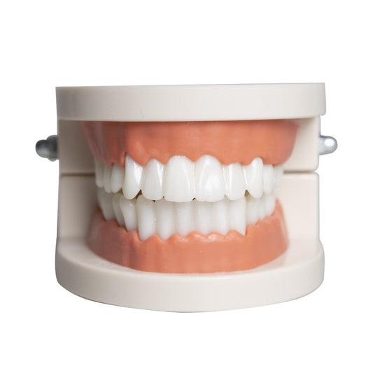 Tooth model