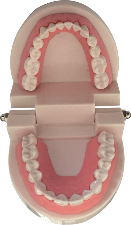 Tooth model