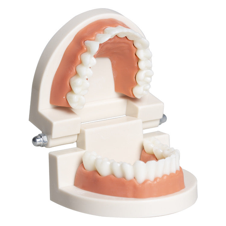 Tooth model0