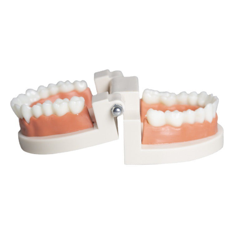 Tooth model for training