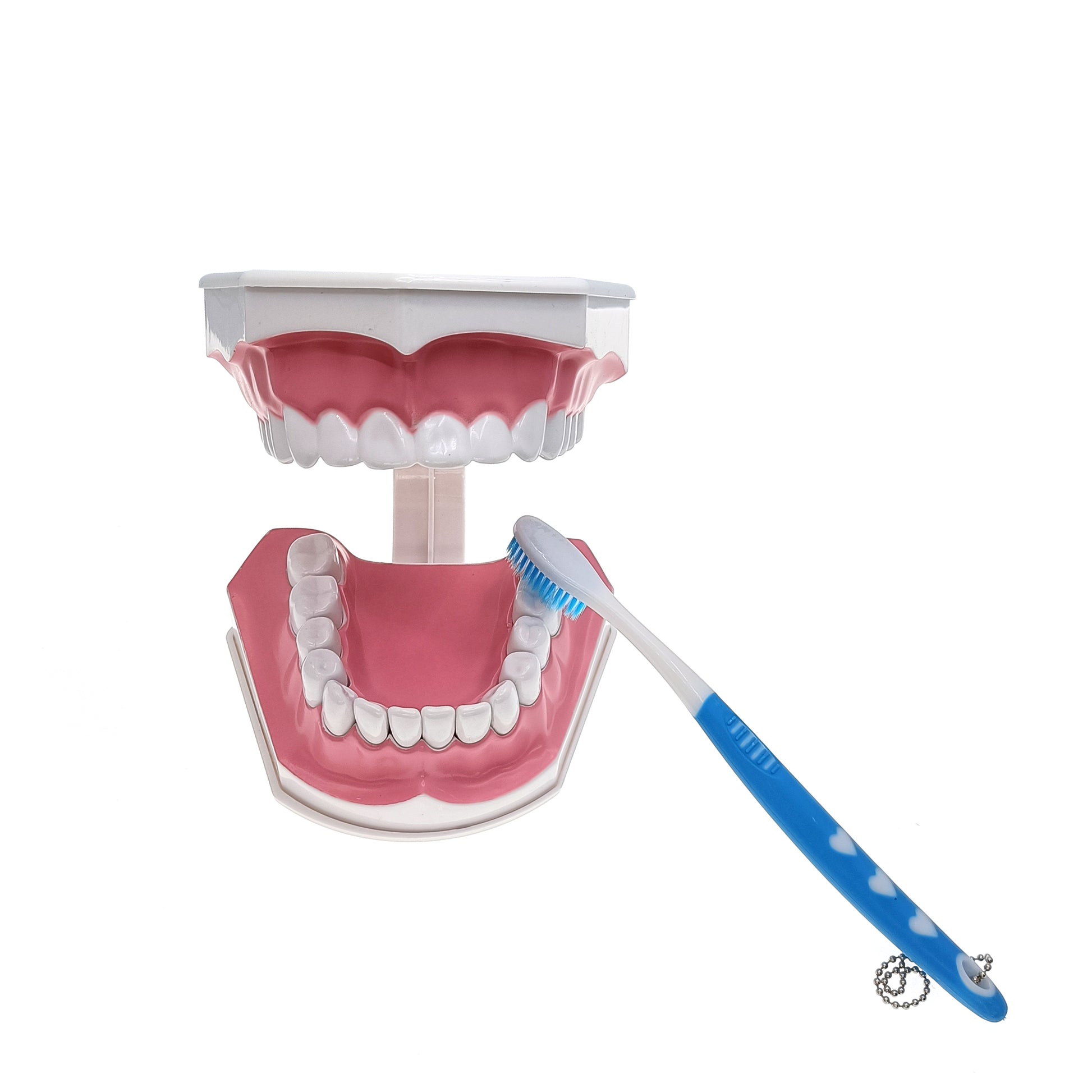 Tooth model with tooth brush