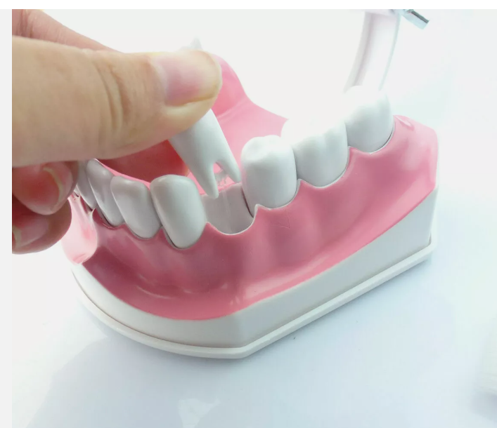 Tooth model with tooth brush