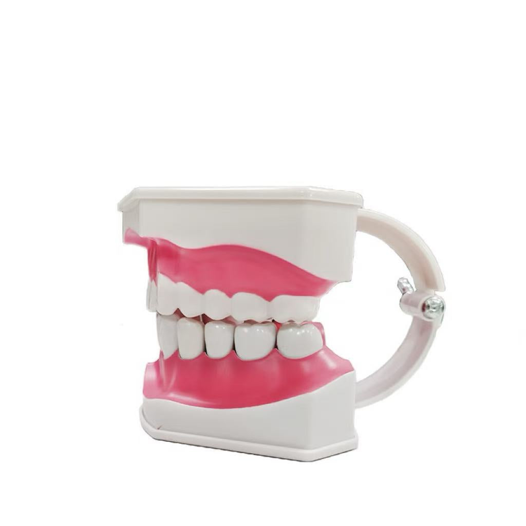 Tooth model with tooth brush0