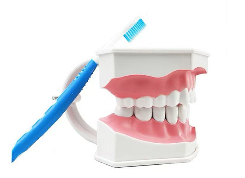 Tooth model with tooth brush1