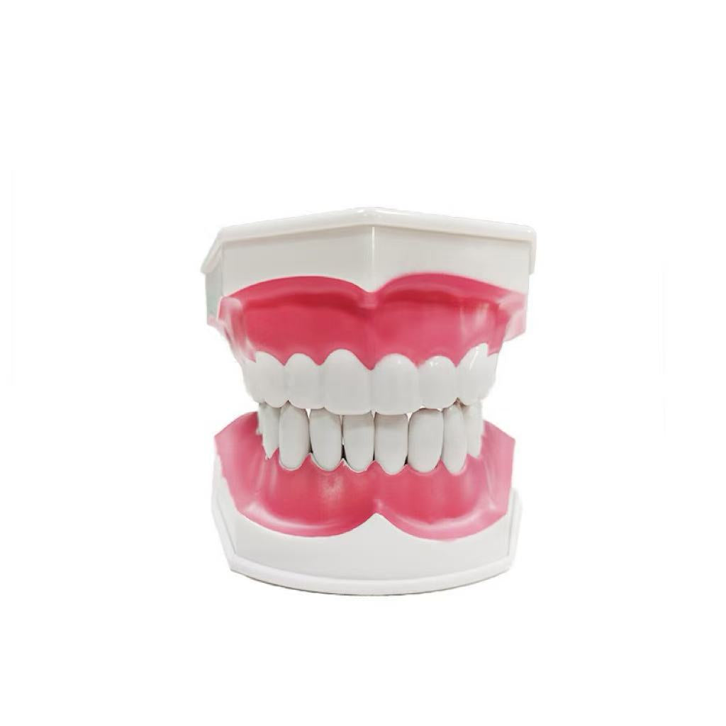 Tooth model with tooth brush2