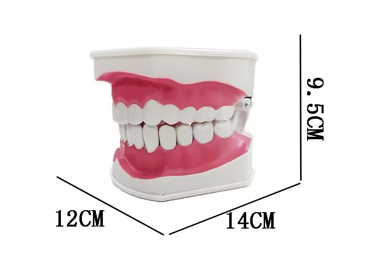 Tooth model with tooth brush3